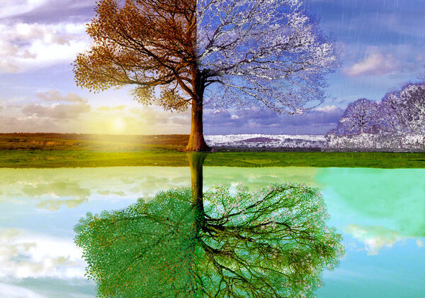 A tree with one half in autumn and the other in spring reflected in water.