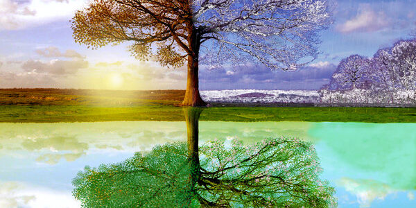 A tree with one half in autumn and the other in spring reflected in water.